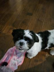 Lost Female Dog last seen Rowan Burton, Alvin, TX 77511