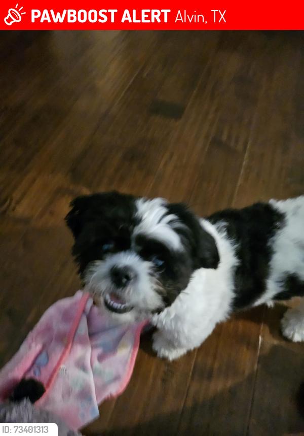Lost Female Dog last seen Rowan Burton, Alvin, TX 77511