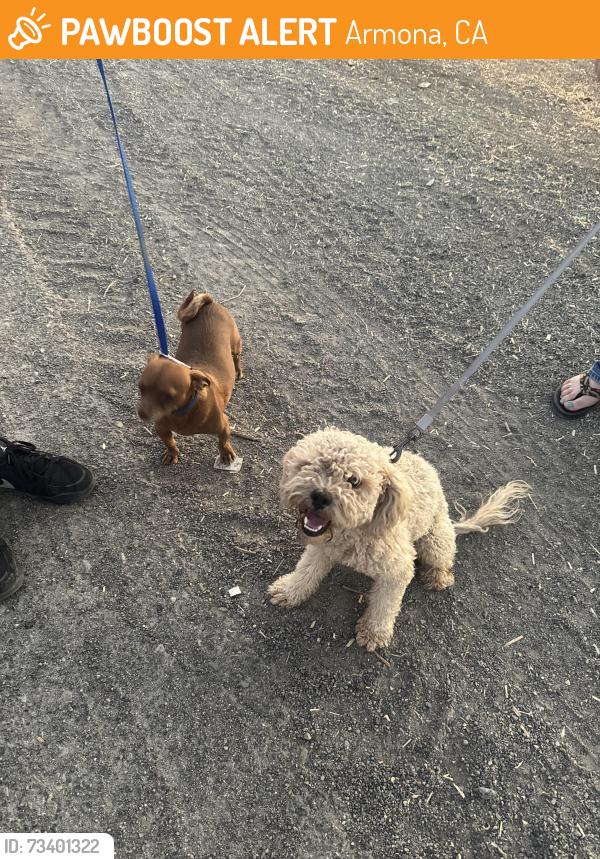Found/Stray Unknown Dog last seen 14th Armona, Armona, CA 93202
