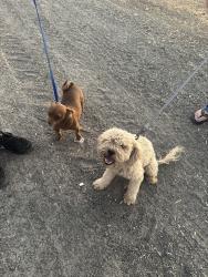 Found/Stray Unknown Dog last seen 14th Armona, Armona, CA 93202