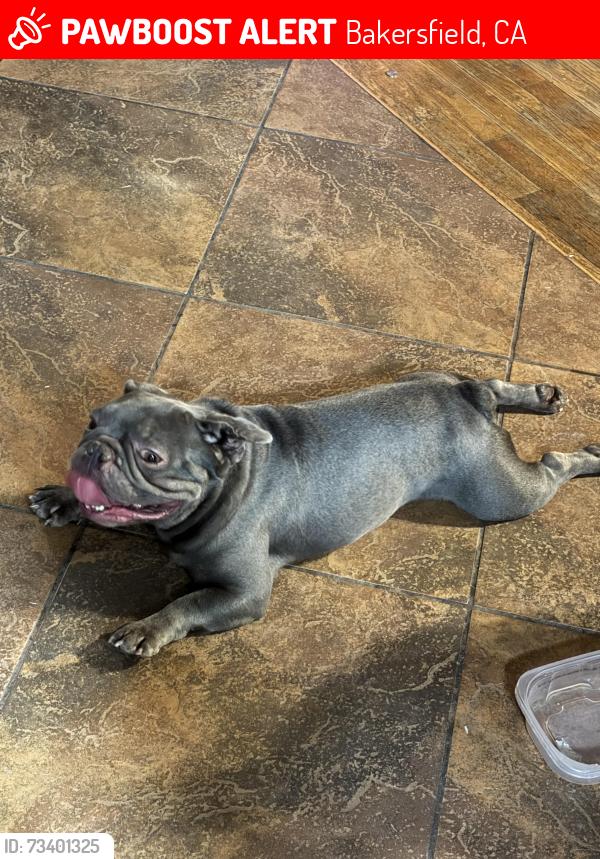 Lost Male Dog last seen Paola, Bakersfield, CA 93306