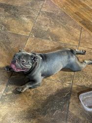 Lost Male Dog last seen Paola, Bakersfield, CA 93306
