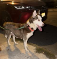 Reunited Female Dog last seen Near Hopkins Ave, Jersey City, NJ 07306, USA, Jersey City, NJ 07306