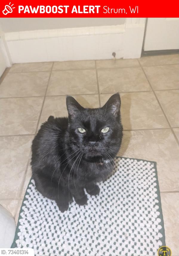 Lost Male Cat last seen County D & E. Elm Rd, Strum, WI 54770