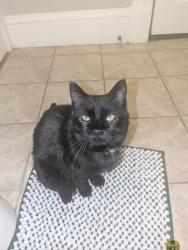 Lost Male Cat last seen County D & E. Elm Rd, Strum, WI 54770