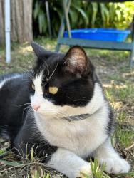Lost Male Cat last seen Saint Estaban Street / Haines Canyon, Los Angeles, CA 91042