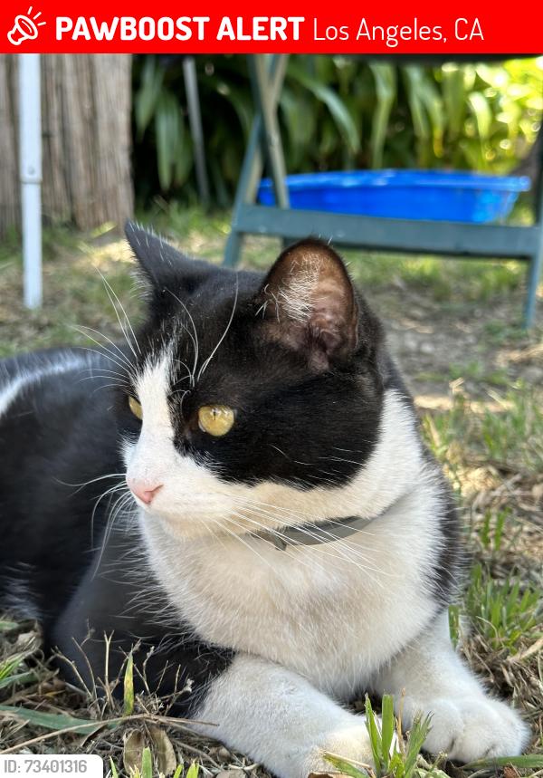 Lost Male Cat last seen Saint Estaban Street / Haines Canyon, Los Angeles, CA 91042
