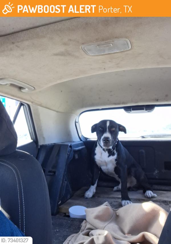 Found/Stray Male Dog last seen 59n feeder rd between northpark & 1314, Porter, TX 77365