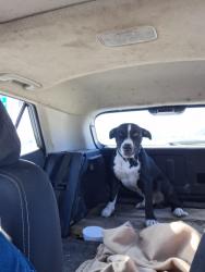 Found/Stray Male Dog last seen 59n feeder rd between northpark & 1314, Porter, TX 77365