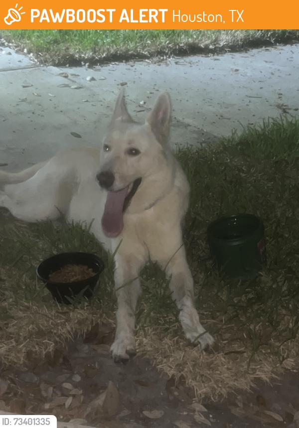 Found/Stray Male Dog last seen Near cape forward dr Houston Tx 77083, Houston, TX 77083