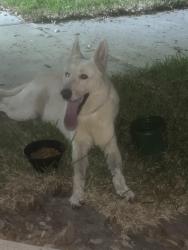 Found/Stray Male Dog last seen Near cape forward dr Houston Tx 77083, Houston, TX 77083