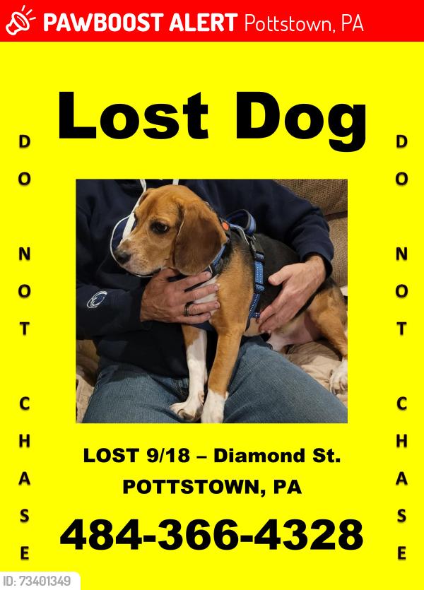 Lost Male Dog last seen Diamond & Spruce Sts., Pottstown, PA 19464
