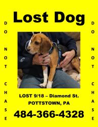 Lost Male Dog last seen Diamond & Spruce Sts., Pottstown, PA 19464