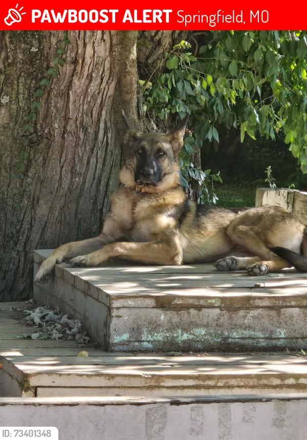 Lost Male Dog last seen Homewood & Oakpark, Springfield, MO 65803