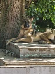 Lost Male Dog last seen Homewood & Oakpark, Springfield, MO 65803
