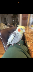 Lost Male Bird last seen 6th street and division ave, Carlstadt, NJ 07072