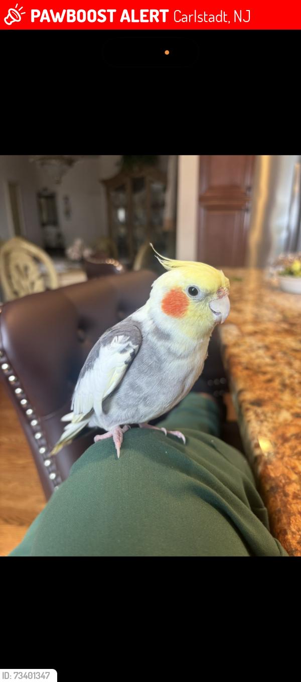 Lost Male Bird last seen 6th street and division ave, Carlstadt, NJ 07072