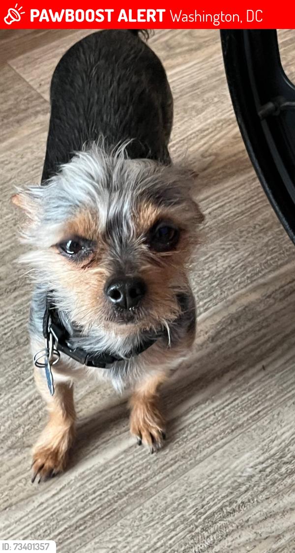 Lost Male Dog last seen Noma, Washington, DC 20001