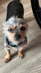 Lost Male Dog last seen Noma, Washington, DC 20001