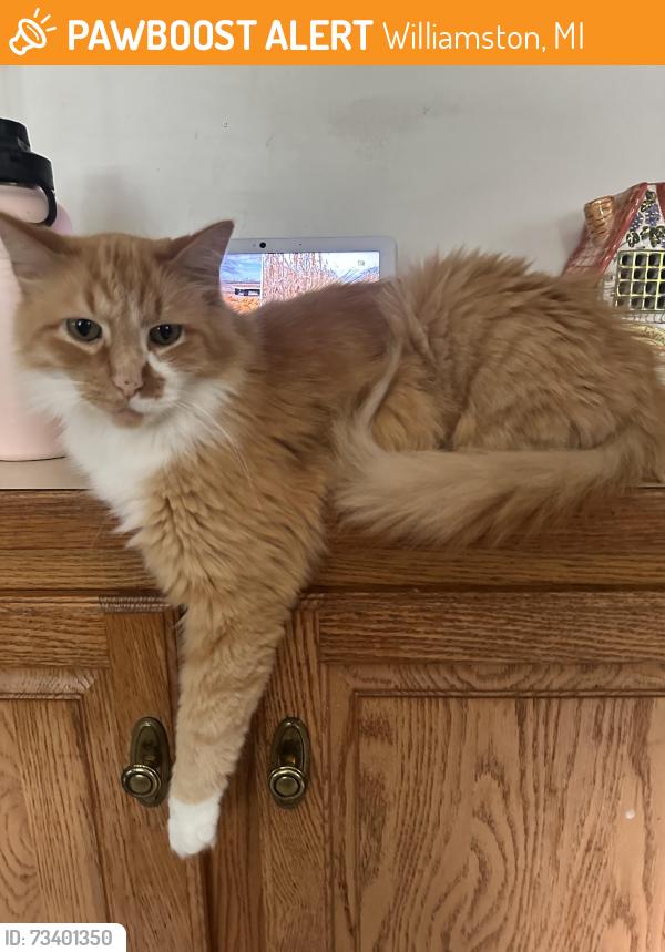 Found/Stray Male Cat last seen Glendor subdivision, Williamston, MI 48895