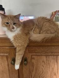 Found/Stray Male Cat last seen Glendor subdivision, Williamston, MI 48895