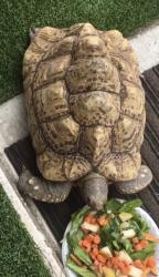 Lost Unknown Reptile last seen Landis, San Diego, CA 92105