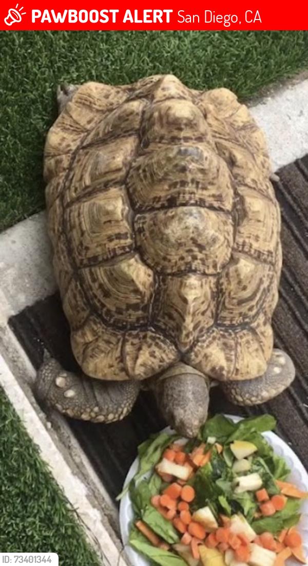 Lost Unknown Reptile last seen Landis, San Diego, CA 92105