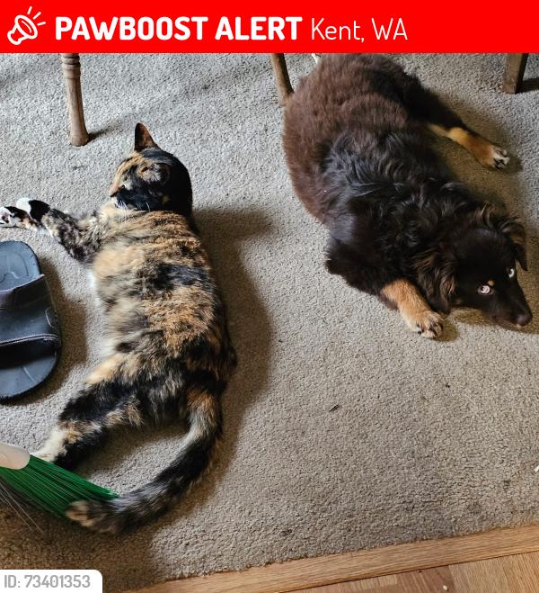 Lost Female Cat last seen Laurel street, Kent, WA 98030