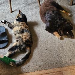 Lost Female Cat last seen Laurel street, Kent, WA 98030