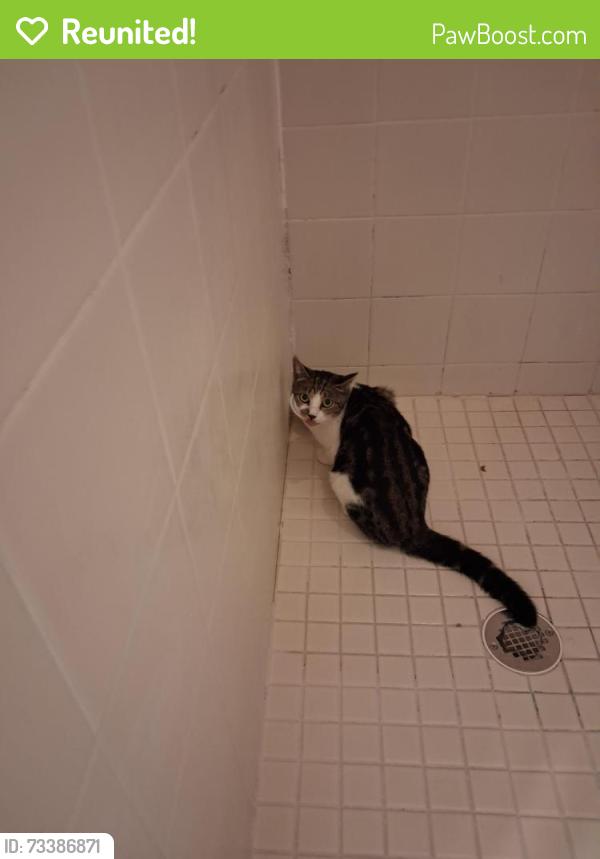 Reunited Female Cat last seen Villas at Somerset Complex, Kissimmee, FL 34746