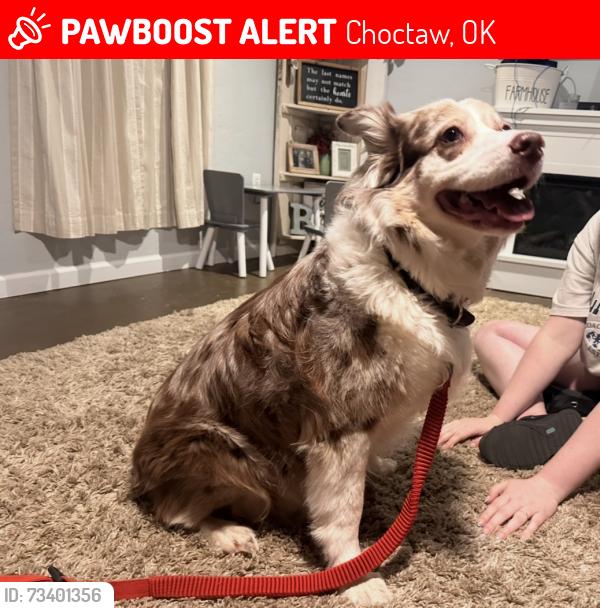 Lost Female Dog last seen 36th & hiwassee, Choctaw, OK 73020