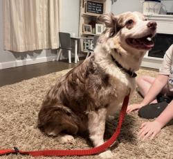 Lost Female Dog last seen 36th & hiwassee, Choctaw, OK 73020