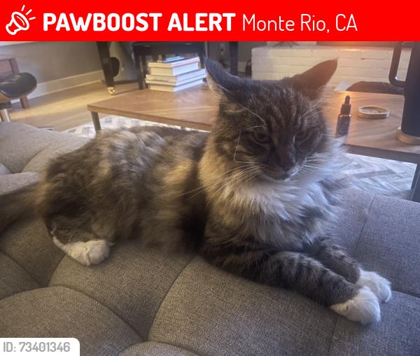 Lost Male Cat last seen Foothill Drive and F street, Monte Rio, CA 95462