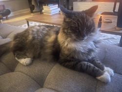 Lost Male Cat last seen Foothill Drive and F street, Monte Rio, CA 95462