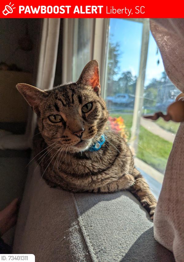 Lost Male Cat last seen Piney trail rd, Liberty, SC 29657