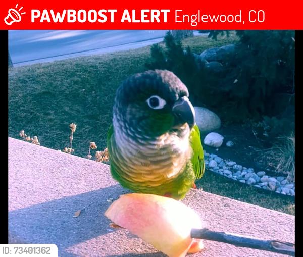 Lost Male Bird last seen S Clarkson street, Englewood, CO 80110