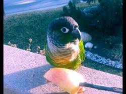 Lost Male Bird last seen S Clarkson street, Englewood, CO 80110