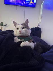Lost Male Cat last seen limonite ave, Riverside, CA 92509