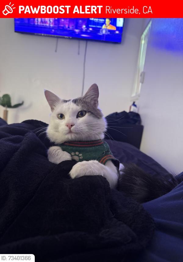 Lost Male Cat last seen limonite ave, Riverside, CA 92509