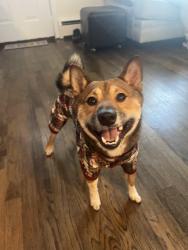 Lost Male Dog last seen Boulevard avenue, main dunstable road, near unifirst or McDonald’s, Nashua, NH 03062