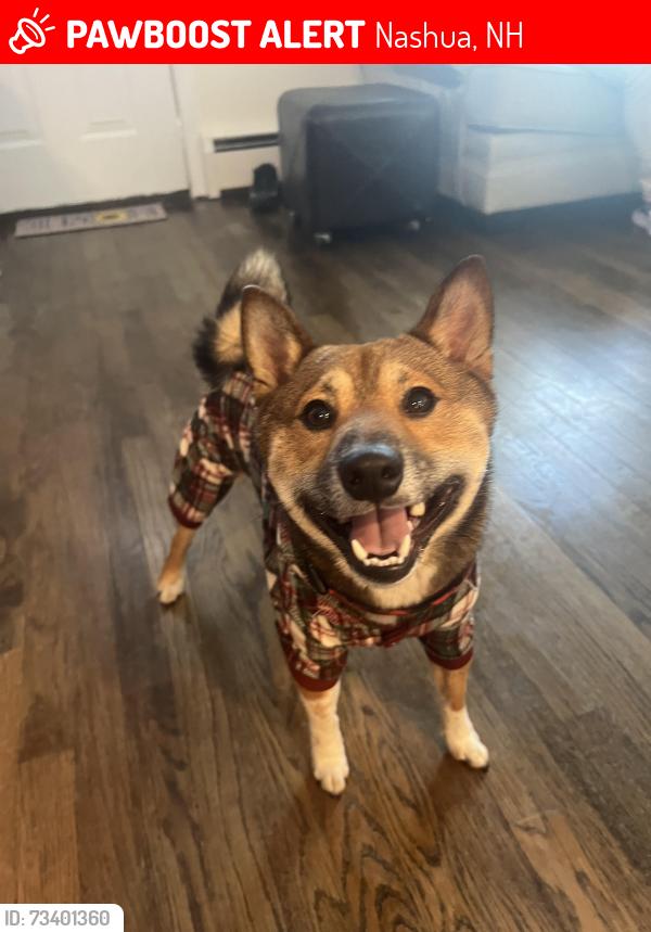 Lost Male Dog last seen Boulevard avenue, main dunstable road, near unifirst or McDonald’s, Nashua, NH 03062