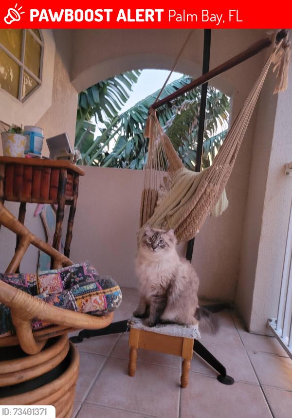 Lost Male Cat last seen Thrifty, Palm Bay, FL 32905