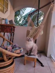 Lost Male Cat last seen Thrifty, Palm Bay, FL 32905