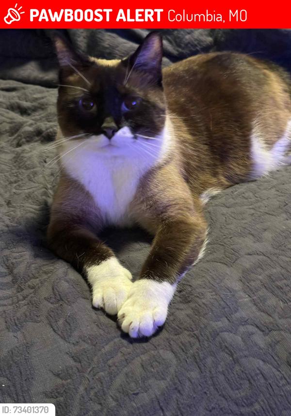 Lost Female Cat last seen Newton Dr and Leslie Ln behind probation and parole office, Columbia, MO 65202
