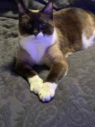 Lost Female Cat last seen Newton Dr and Leslie Ln behind probation and parole office, Columbia, MO 65202