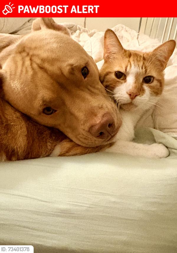 Lost Male Cat last seen Scarborough beach rd, Mount Hawthorn, WA 6016