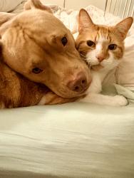 Lost Male Cat last seen Scarborough beach rd, Mount Hawthorn, WA 6016