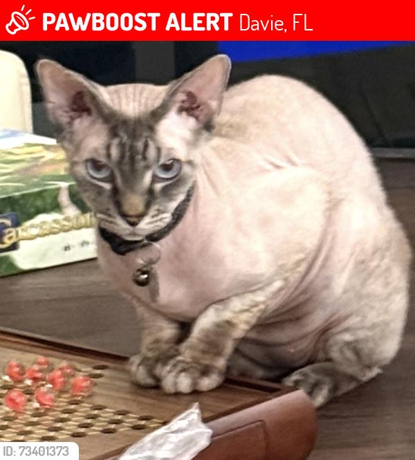 Lost Male Cat last seen Ridgeside ct and old orchard rd, Davie, FL 33328