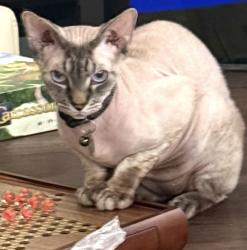Lost Male Cat last seen Ridgeside ct and old orchard rd, Davie, FL 33328