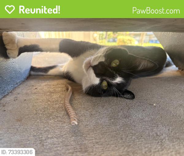 Reunited Male Cat last seen Auburn creek apmts, Lincoln, CA 95648